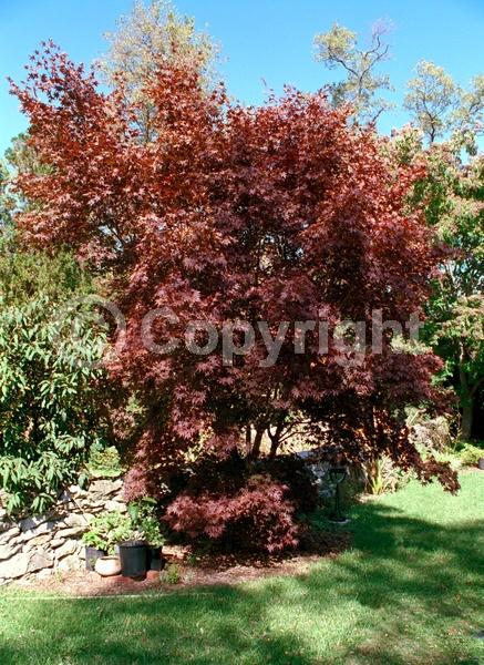 Red blooms; Deciduous; Broadleaf