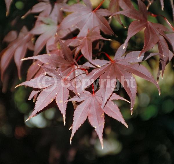 Red blooms; Deciduous; Broadleaf