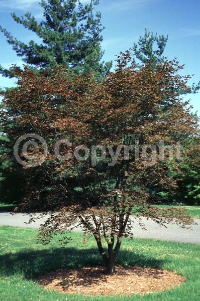 Red blooms; Deciduous