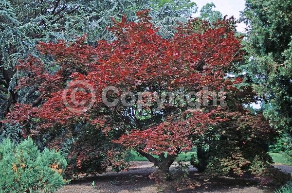 Red blooms; Deciduous; Broadleaf