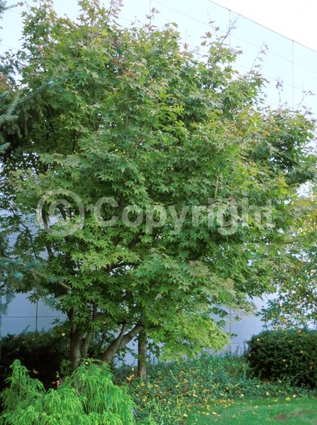 Red blooms; Deciduous; Broadleaf