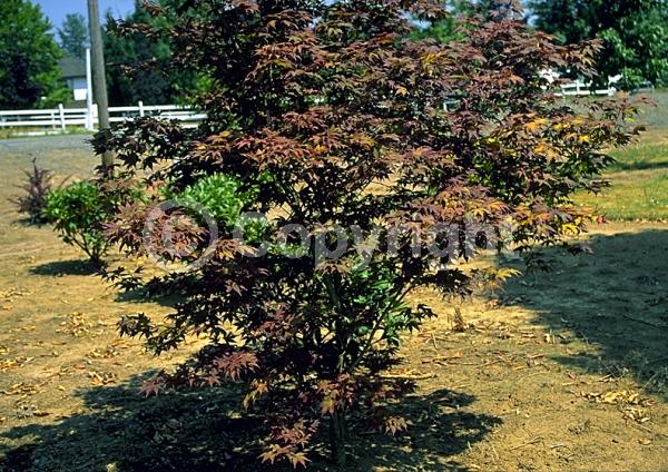 Red blooms; Deciduous; Broadleaf