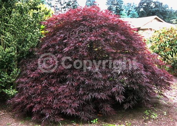 Red blooms; Purple blooms; Deciduous; Broadleaf