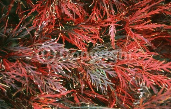 Red blooms; Purple blooms; Deciduous; Broadleaf