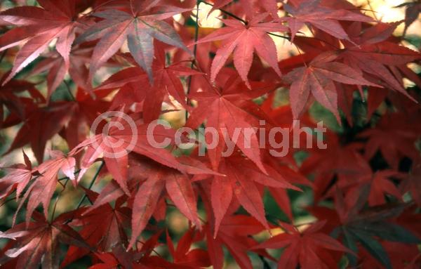 Red blooms; Purple blooms; Deciduous; Broadleaf