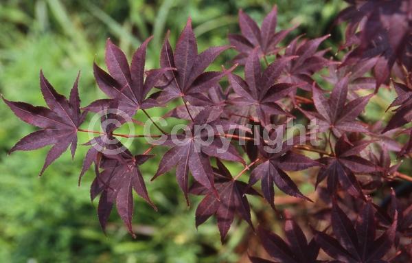 Red blooms; Purple blooms; Deciduous; Broadleaf