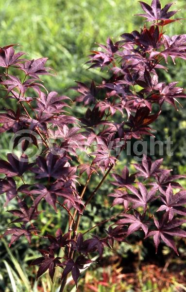Red blooms; Purple blooms; Deciduous; Broadleaf