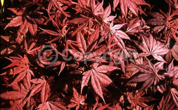 Red blooms; Purple blooms; Deciduous; Broadleaf