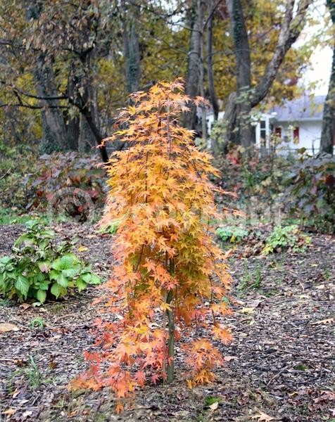 Red blooms; Deciduous