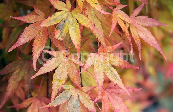 Red blooms; Deciduous