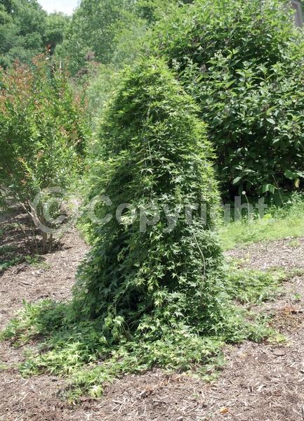 Red blooms; Deciduous