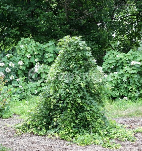 Red blooms; Deciduous