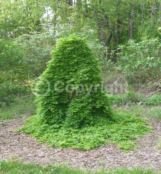 Red blooms; Deciduous