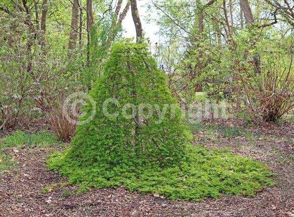 Red blooms; Deciduous