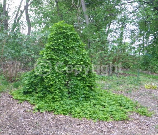 Red blooms; Deciduous