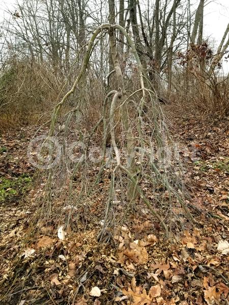 Red blooms; Deciduous
