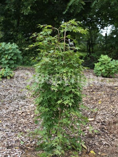Red blooms; Deciduous