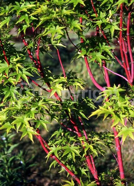 Red blooms; Deciduous; Broadleaf