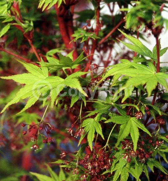 Red blooms; Deciduous; Broadleaf