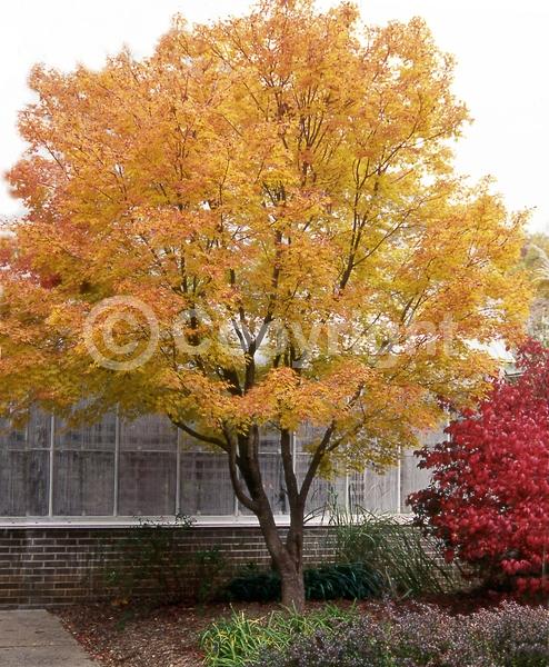 Red blooms; Deciduous; Broadleaf