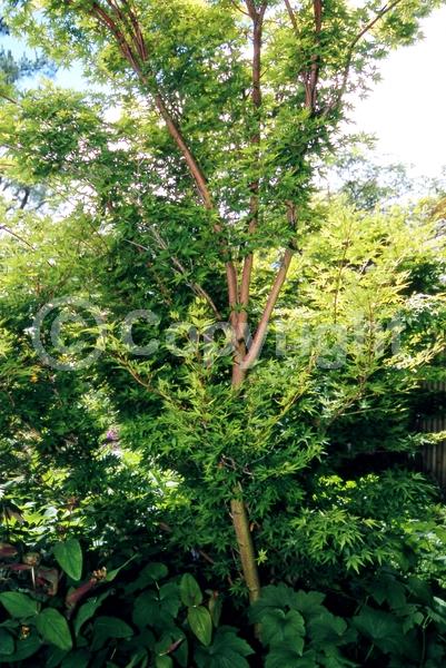 Red blooms; Deciduous; Broadleaf
