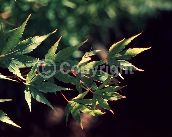 Red blooms; Deciduous; Broadleaf