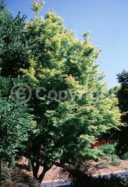 Red blooms; Deciduous; Broadleaf