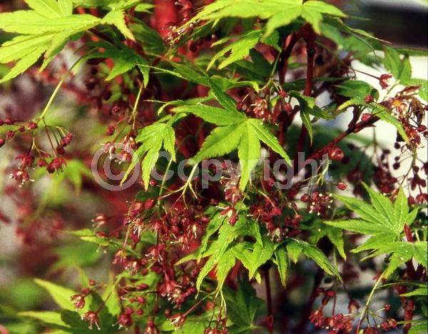 Red blooms; Deciduous; Broadleaf