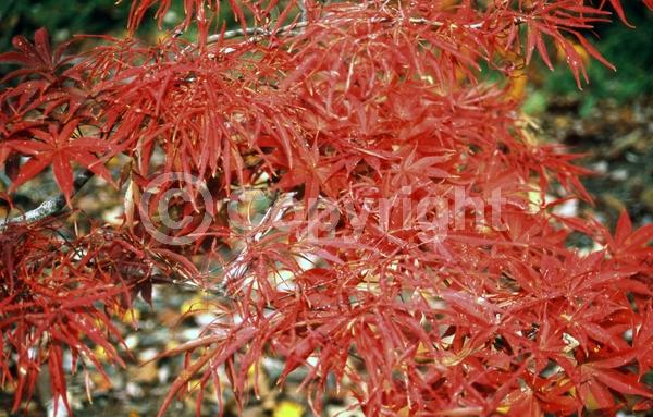 Red blooms; Deciduous; Broadleaf