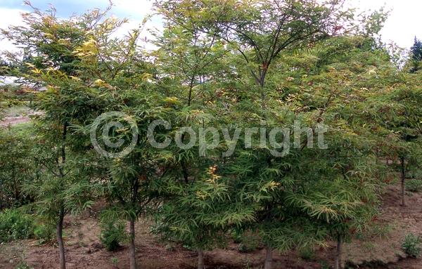 Red blooms; Deciduous; Broadleaf