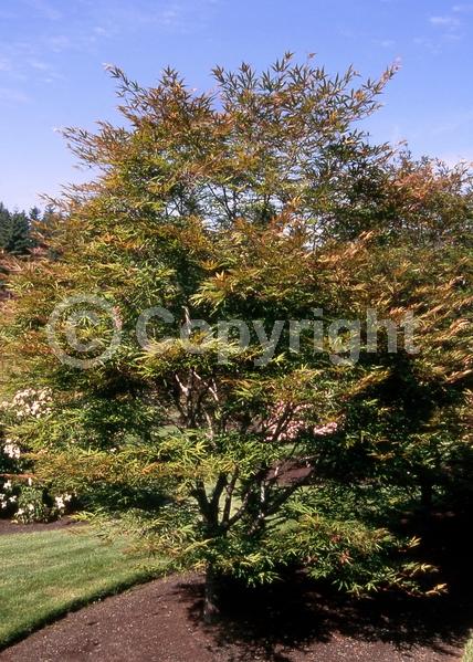 Red blooms; Deciduous; Broadleaf
