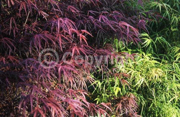 Red blooms; Deciduous; Broadleaf