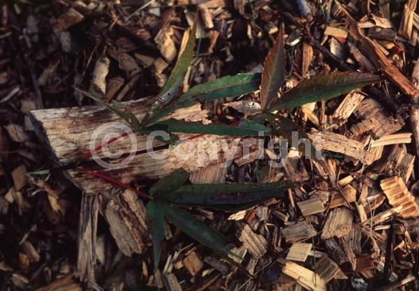 Red blooms; Deciduous; Broadleaf