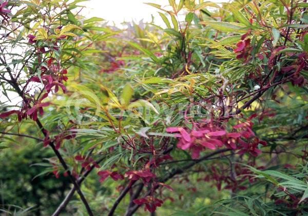 Red blooms; Deciduous; Broadleaf