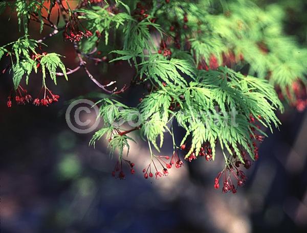 Red blooms; Deciduous; Broadleaf