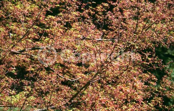Red blooms; Deciduous; Broadleaf