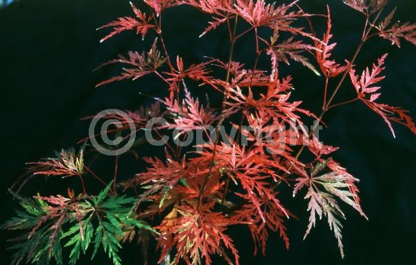 Red blooms; Deciduous; Broadleaf