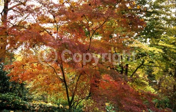 Red blooms; Deciduous; Broadleaf