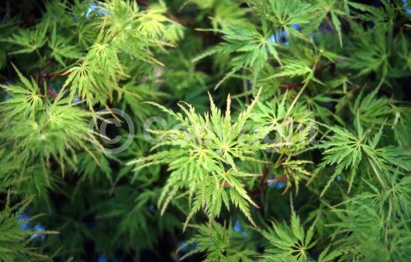 Red blooms; Deciduous; Broadleaf