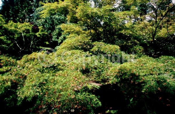 Red blooms; Deciduous; Broadleaf