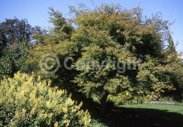 Red blooms; Deciduous; Broadleaf