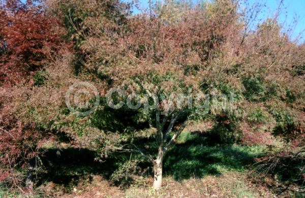 Red blooms; Deciduous; Broadleaf
