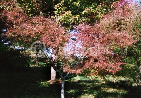 Red blooms; Deciduous; Broadleaf