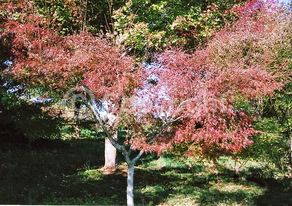 Red blooms; Deciduous; Broadleaf