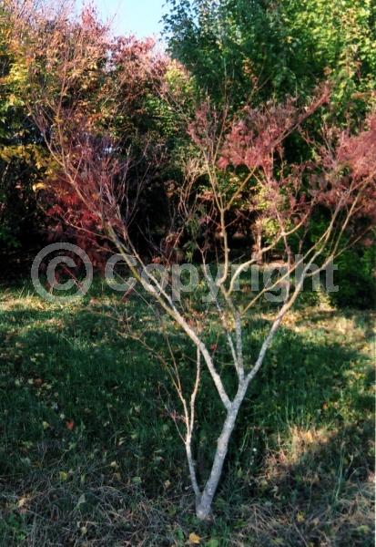 Red blooms; Deciduous; Broadleaf