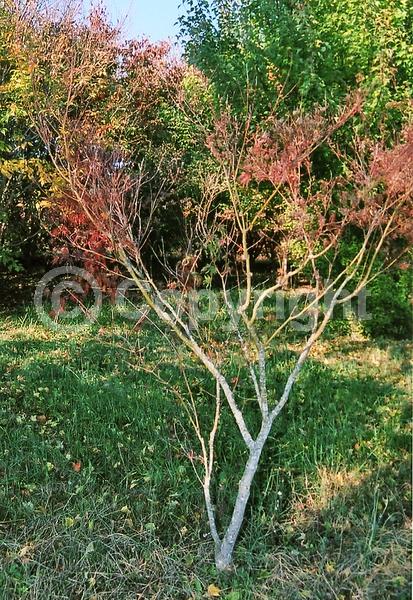 Red blooms; Deciduous; Broadleaf