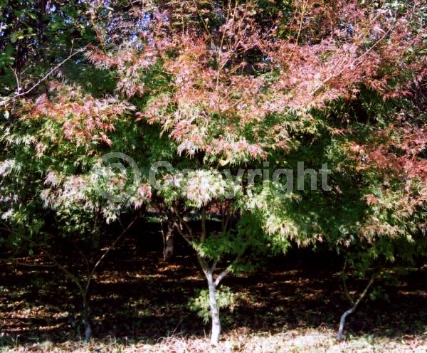 Red blooms; Deciduous; Broadleaf