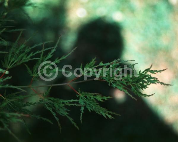 Red blooms; Deciduous; Broadleaf