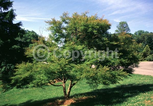 Red blooms; Deciduous; Broadleaf