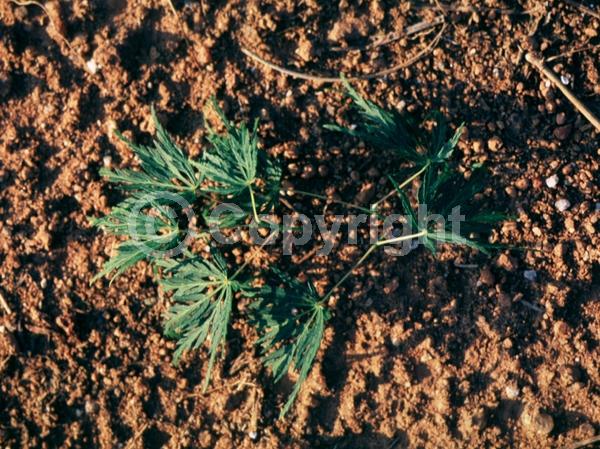Red blooms; Deciduous; Broadleaf
